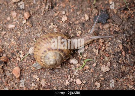 Lumaca giardino o Cornu aspersum che si muove attraverso il terreno a Plant Fair Nursery in Star Valley, Arizona. Foto Stock