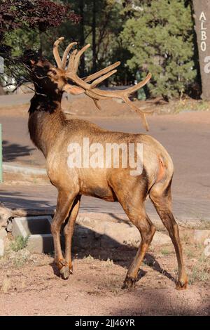 Alce maschio o Cervus canadensis che si nutrono su un albero in un cortile in Payson Arizona. Foto Stock