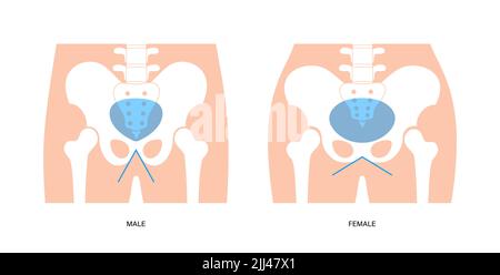 Anatomia pelvica, illustrazione. Foto Stock