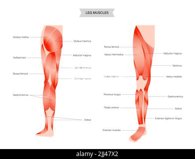 Anatomia delle gambe, illustrazione. Foto Stock