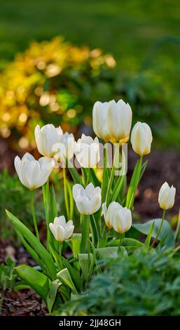 Giardino bianco o Didiers tulipano fiore pianta fioritura in un giardino e campo forestale o natura botanica in primavera. Primo piano di Tulipa gesneriana in crescita Foto Stock