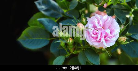 Fiori rosa colorati che crescono su sfondo nero. Primo piano di grandi fanciulle rose arrossite o rosa alba incarnata con petali luminosi in fiore e. Foto Stock