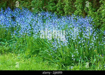 Vista del paesaggio di fiori di Bluebell che crescono in un giardino cortile in estate. Scilla siberica si apre e fiorisce su un rigoglioso prato verde in primavera Foto Stock