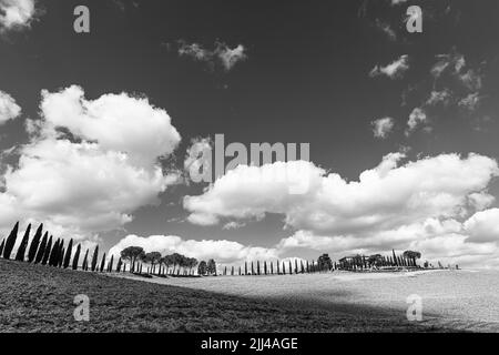 Casa di campagna su una collina con viale cipresso, fotografia in bianco e nero, nei pressi di Montalcino, Toscana, Italia Foto Stock