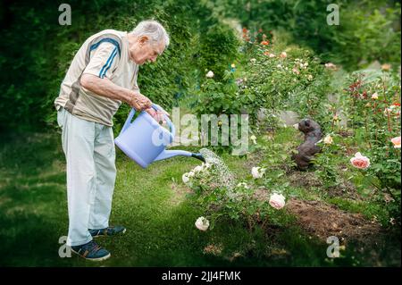 l'uomo vecchio innaffia i fiori nel giardino da una lattina d'acqua. Coltivando e curando le piante nel giardino. Foto Stock