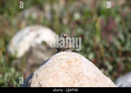 Primo piano di una Lapponia Longspur, Calcarius Laponicus, seduta su una roccia con tundra artica con piante sullo sfondo, Arviat, Nunavut Foto Stock