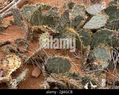 Foto di Opuntia comunemente chiamato cactus di pera o pera, un genere di piante fiorite della famiglia dei cactus Cactaceae trovato nel Parco Nazionale degli Arches Foto Stock