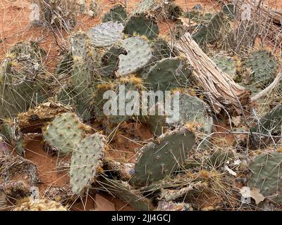 Foto di Opuntia comunemente chiamato cactus di pera o pera, un genere di piante fiorite della famiglia dei cactus Cactaceae trovato nel Parco Nazionale degli Arches Foto Stock