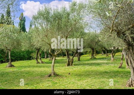 Vista panoramica del campo di ulivi con cielo nuvoloso. Sirmione, Lago di Garda, Italia Foto Stock