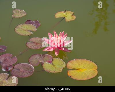 Un giglio d'acqua rosa galleggia solo tra le foglie sull'acqua verdastra Foto Stock