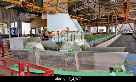 Ooty,Tamilnadu,India-Aprile 30 2022: Linea di assemblaggio di lavorazione delle foglie di tè da macchine da materie prime foglie a tè finito potere. Le foglie sono t Foto Stock