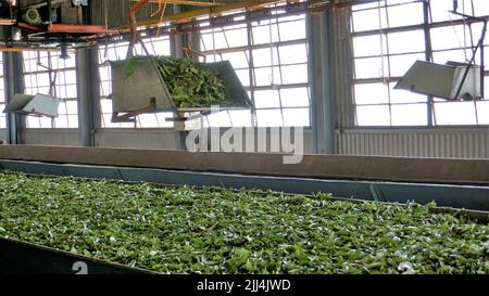 Ooty,Tamilnadu,India-Aprile 30 2022: Linea di assemblaggio di lavorazione delle foglie di tè da macchine da materie prime foglie a tè finito potere. Le foglie sono t Foto Stock