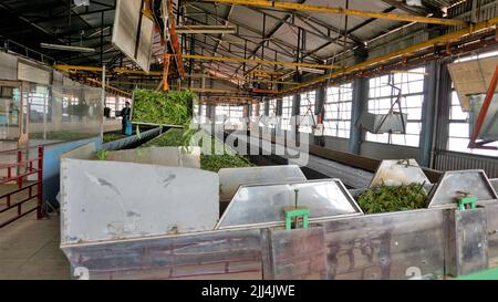 Ooty,Tamilnadu,India-Aprile 30 2022: Linea di assemblaggio di lavorazione delle foglie di tè da macchine da materie prime foglie a tè finito potere. Le foglie sono t Foto Stock