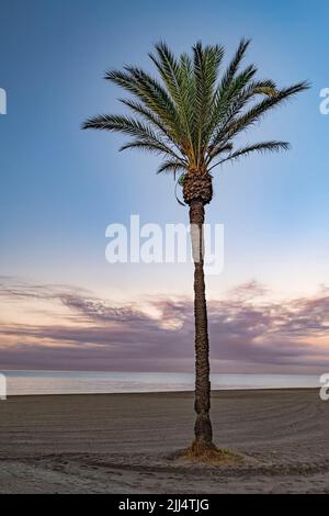 Silhouette di palme contro il cielo durante un tramonto tropicale. Foto Stock