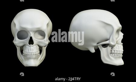 3D illustrazione di un cranio con vista frontale e laterale. 3D illustrazione. Foto Stock