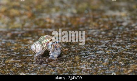 Granchio eremita strisciante su una superficie di roccia bagnata sulla spiaggia. Foto Stock