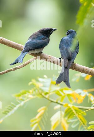 Drongo uccello madre forchetta-coda che alimenta il suo drongo Juvenile uccello in un ramo di albero. Foto Stock