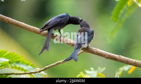 Drongo uccello madre forchetta-coda che alimenta il suo drongo Juvenile uccello in un ramo di albero. Foto Stock