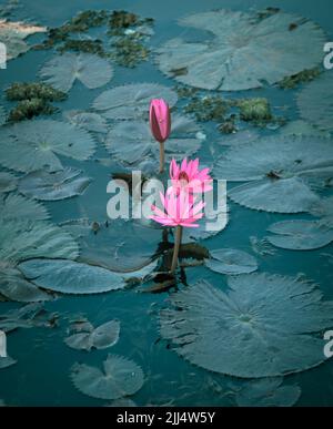 Bella acqua rosa giglio fiori alto angolo colpo. Foto Stock