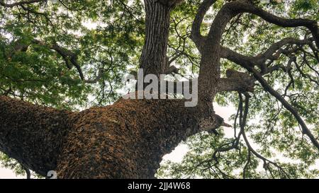 Grande tronco di albero in alto da vicino, guardando l'albero dal terreno sottostante. Foto Stock