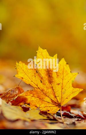 Foglie di acero giacciono sul terreno, da vicino. Sfondo autunnale con foglie di acero cadute. Spazio di copia Foto Stock