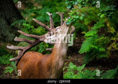 Dülmen, NRW, Germania. 22nd luglio 2022. Un cervo rosso peckish (cervus elaphus) nei boschi della riserva naturale di Dülmen allunga il suo collo lungo e utilizza sapientemente le sue grandi formiche splendidamente coltivate per rimuovere rami di quercia per merenda sulle loro foglie e ghiande. Le foglie e la frutta aggiungono nutrienti importanti alle diete dei cervi e li raffreddano anche nel caldo estivo. Credit: Imagplotter/Alamy Live News Foto Stock