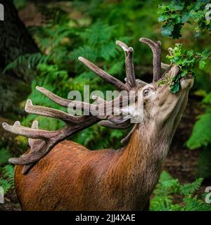 Dülmen, NRW, Germania. 22nd luglio 2022. Un cervo rosso peckish (cervus elaphus) nei boschi della riserva naturale di Dülmen allunga il suo collo lungo e utilizza sapientemente le sue grandi formiche splendidamente coltivate per rimuovere rami di quercia per merenda sulle loro foglie e ghiande. Le foglie e la frutta aggiungono nutrienti importanti alle diete dei cervi e li raffreddano anche nel caldo estivo. Credit: Imagplotter/Alamy Live News Foto Stock