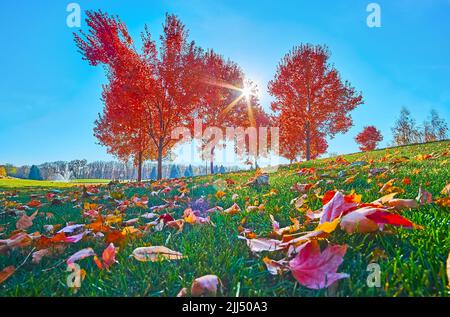 Il verde erba mown con verde acero rosso secco fogliame e alberi alti nel parco autunnale, Mezhyhirya, Ucraina Foto Stock