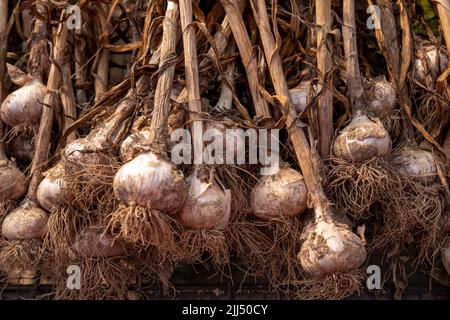 Closeup di aglio raccolto che asciuga su schermi in un fienile Foto Stock