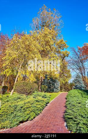 Il vicolo stretto nel parco con una vista su arbusti ginepro verde e albero giallo di acacia lussureggiante, Mezhyhirya, Ucraina Foto Stock