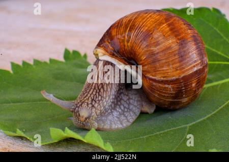 Lumaca ecologica. Azienda agricola per la coltivazione di lumache d'uva. Chiocciola primo piano su una foglia di uva Foto Stock