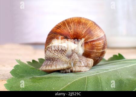 Lumaca ecologica. Azienda agricola per la coltivazione di lumache d'uva. Chiocciola primo piano su una foglia di uva Foto Stock