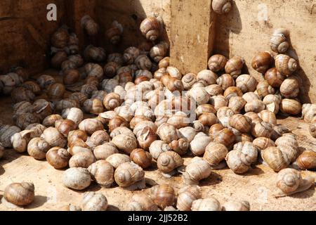 Lumaca ecologica. Azienda agricola per la coltivazione di lumache d'uva. Chiocciola primo piano su una foglia di uva Foto Stock