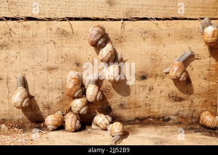 Lumaca ecologica. Azienda agricola per la coltivazione di lumache d'uva. Chiocciola primo piano su una foglia di uva Foto Stock