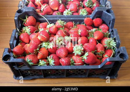 Raccolto di fragole rosse mature raccolte in due casse di plastica su sfondo di legno vista frontale primo piano Foto Stock