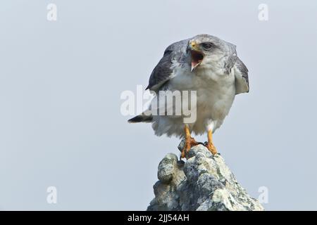 Hawk (Poliosoma Buteo), uomo adulto, Isola di Pebble, Isole Falkland Foto Stock
