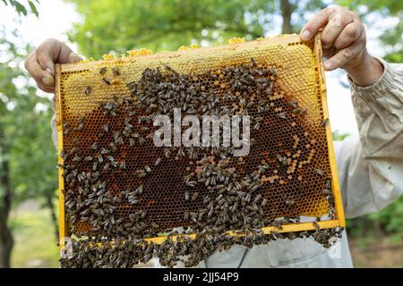 L'apicoltore contiene una cella di miele con api nelle sue mani. L'apicoltura. Apiario Foto Stock