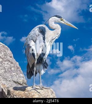 Airone grigio che guarda preda da una roccia Foto Stock