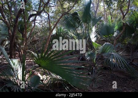 Foresta con palme nel Parco Nazionale Niokolo Koba. Tambacounda. Senegal. Foto Stock