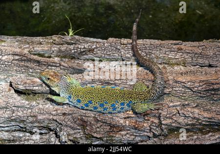 La lucertola ocellata (Lacerta lepida o Timon lepidus) è una lucertola endemica dell'Europa sudoccidentale. Foto Stock