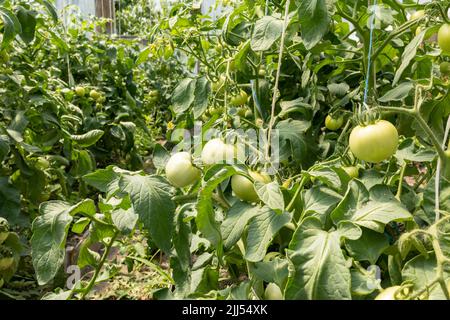 Produzione di pomodori in serra. Pomodori verdi appesi su rami Foto Stock