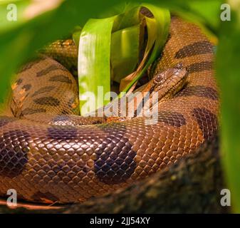 Anaconda verde (Eunectes murinus), conosciuta anche come l'anaconda gigante trovato in Sud America Foto Stock