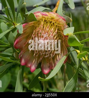 Protea (Protea recens), Sudafrica. Provengono dall'Africa australe Foto Stock