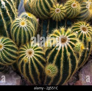 Il cactus Notocactus warasii (Parodia warasii) è endemico dal Brasile. Foto Stock