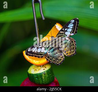 Clipper Parthenos sylvia violacea (Papilio sylvia) adulto, gustando frutta per pranzo. Foto Stock