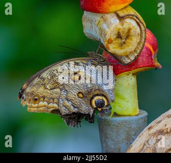 Morpeo peleides, aka Peleides morfo blu o morfo comune è una farfalla tropicale. Foto Stock