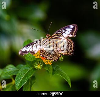 Clipper Parthenos sylvia violacea (Papilio sylvia) adulto, gustando frutta per pranzo. Foto Stock