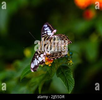 Clipper Parthenos sylvia violacea (Papilio sylvia) adulto, gustando frutta per pranzo. Foto Stock