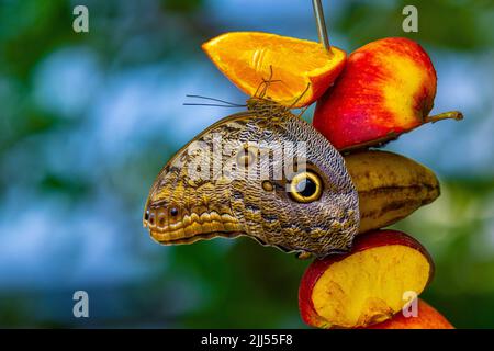 Morpeo peleides, aka Peleides morfo blu o morfo comune è una farfalla tropicale. Foto Stock