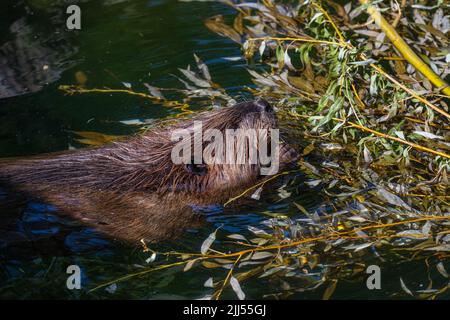 Beaver (Castor canadensis) gnaws su rami freschi Foto Stock